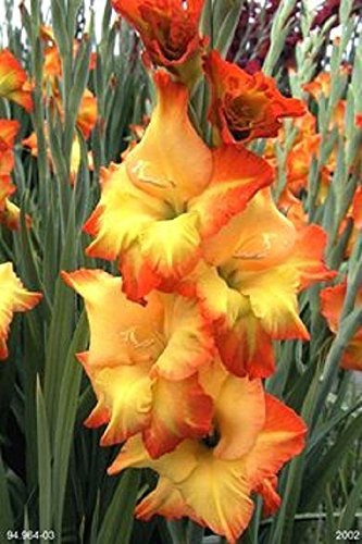 Fiesta YellowOrange Gladiolus bulbs 10 Bulbs Summer flowering Perennial