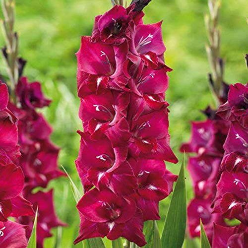 Gladiolus Bulbs corms Gladiolus IsabellaSummer Flowering Perennial-Now Shipping  Great for Borders Containers Cutting 1 Packet- 10 Seeds by AchmadAnam