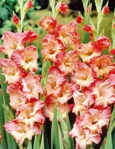 Gladiolus Peaches n Cream 15 Bulbs Summer Flowering Perennial
