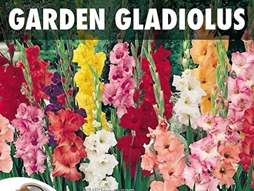 Gladiolus bulbsMixed 50 Bulbs Summer flowering Perennial