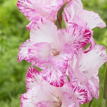 Gladiolus bulbsMy Love 10 Bulbs Summer flowering Perennial