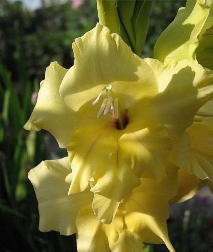 Nova Lux Yellow 10 bulbs Gladiolus bulbs Summer flowering Perennial