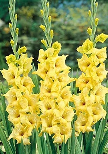 Nova Lux Yellow 25 bulbs Gladiolus bulbs Summer flowering Perennial