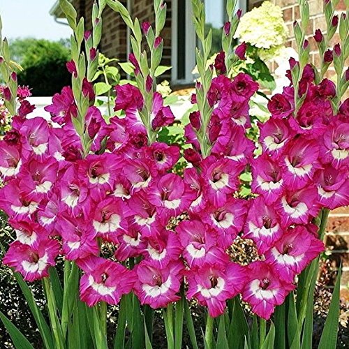 Rhapsody in Blue Gladiolus Purple 10 bulbs Summer flowering Perennial