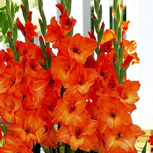Sun-Kissed Gladiolus Bulbs Orange- We Sell only top Grade corms 1s 1214 cm Summer FloweringPerennial-Now Shipping  10 Bulbs L by BasqueStore