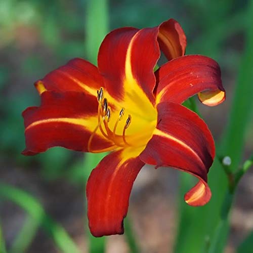 Yunakesa DaylilyAutumn Red 2 PlantRoot Summer Flowering Perennial-Now Shipping 