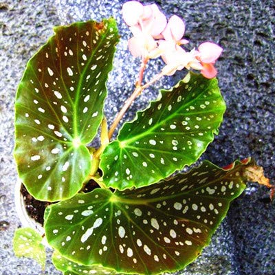 AGROBITS 100Pcs Bag Begonia Bonsai Flower Plant Garden Terrace Outdoor Color Leaf Begonia Planta Potted Family Garden Perennial Planting 10