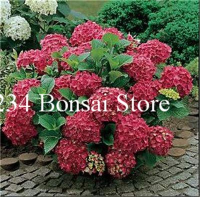 AGROBITS 50 Pcs Vanilla Strawberry Hydrangea Flower Hydrangea Bonsai for Home Planting Perennial Outdoor Indoor Bonsai Etc Easy to Grow 10