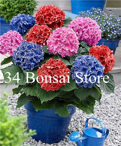 AGROBITS 50 Pcs Vanilla Strawberry Hydrangea Flower Hydrangea Bonsai for Home Planting Perennial Outdoor Indoor Bonsai Etc Easy to Grow 14