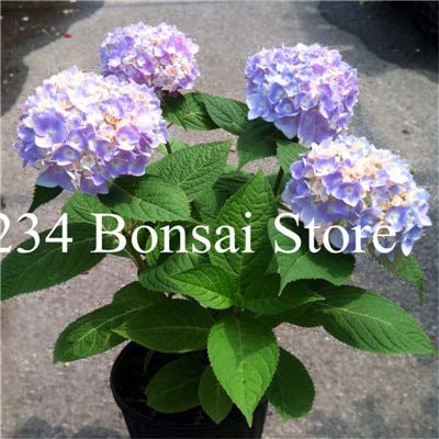 AGROBITS 50 Pcs Vanilla Strawberry Hydrangea Flower Hydrangea Bonsai for Home Planting Perennial Outdoor Indoor Bonsai Etc Easy to Grow 16