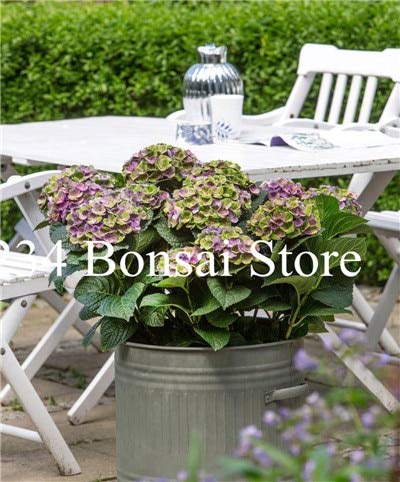 AGROBITS 50 Pcs Vanilla Strawberry Hydrangea Flower Hydrangea Bonsai for Home Planting Perennial Outdoor Indoor Bonsai Etc Easy to Grow 7