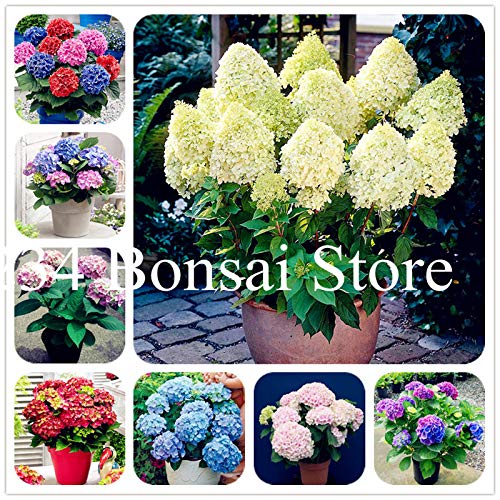 AGROBITS 50 Pcs Vanilla Strawberry Hydrangea Flower Hydrangea Bonsai for Home Planting Perennial Outdoor Indoor Bonsai Etc Easy to Grow Mixed