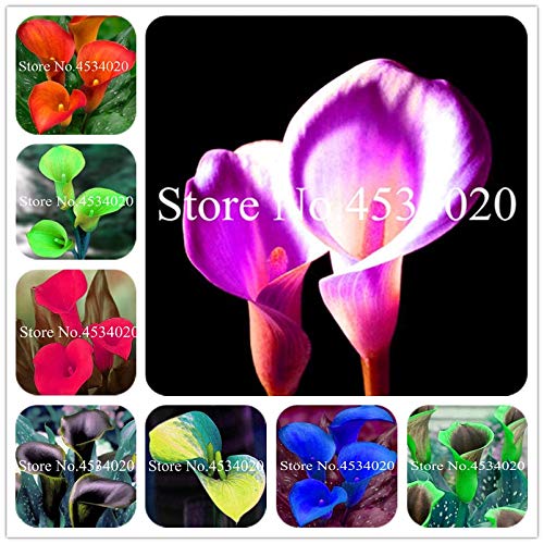 AGROBITS Calla Lily Flores 100 pcs Rare Flower plantas for Home Garden Planting Perennial Flowers Bonsai Plant for Home Garden Decor Mixed