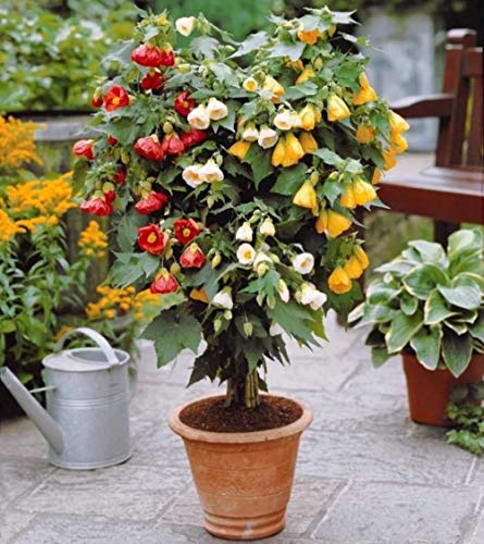 Abutilon Flowering Maple Seeds Indoor Perennial Red Flowers for Planting Giant Non GMO 25 Seeds