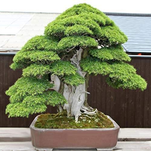 Caiuet Seed30PcsPacke Mini Pine Tree Seeds Beautiful Ornamental Plant Seed Perennial Bonsai Plant Seeds for Home Garden Planting