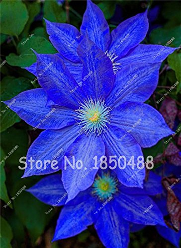 ChinaMarket 100PCS Garden Climbing Blue Clematis Hybridas Flower Seeds Vines Bonsai Flower Seeds Planting perennial Flower plants for home garden