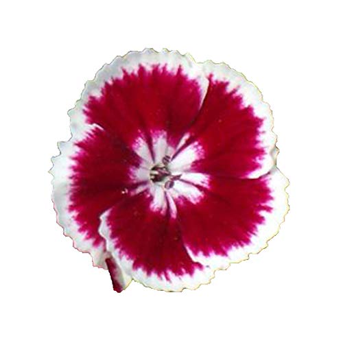 Mixed Sweet William 14 Oz Seeds - Dianthus Barbatus Seeds Farm Mix Sweet William Flower Seed Heirloom Flower Seeds Ornamental Garden Plant Perennial Flower Seeds for Planting