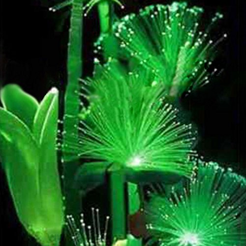 SSXY 2 Bag Seeds100PcsBag Emerald Fluorescent Flower Seeds Easy Care Planting Perennial Home Plants