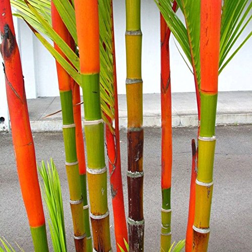 SSXY 2 Bag Seeds100PcsBag Phyllostachys Pubescens Moso Bamboo Seeds Planting Perennial Plants