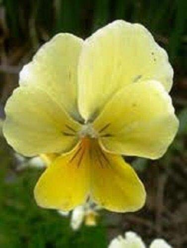 30 Seeds Yellow Sorbet Viola Shade Perennial Flower SBS01