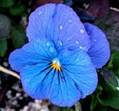 30 Viola Cornuta Admire Blue Shade Perennial Flower Seeds for Planting SBL-RR