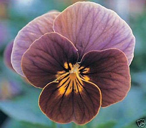 30 Viola Frosted Chocolate Sweetly Scented Shade Perennial Flower Seeds
