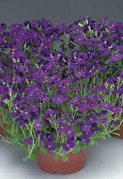 Aubrieta Audrey Blue Shades Perennial Flowers Seeds 1000 Pcs an