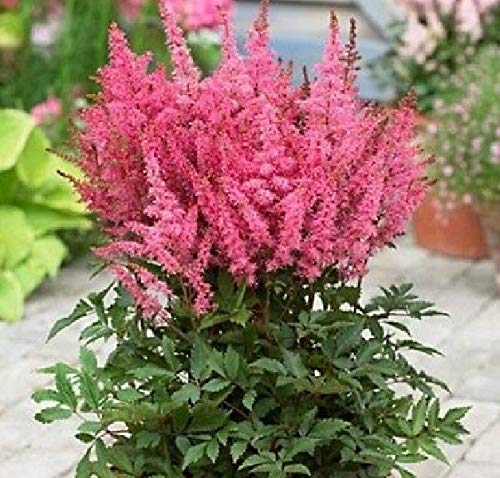 Bright Pink Astilbe Seeds Bunter Shade Perennial Flowers Seeds Chinensis 50 pcs