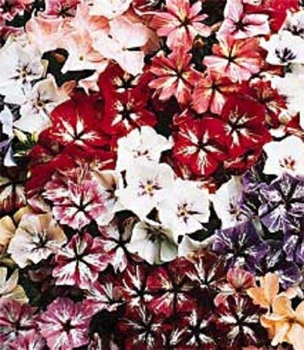 Cutdek 30 Starry Eyes Phlox Mix Flower SeedsShade Perennial