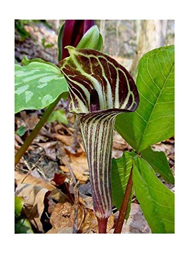 Flower Seeds Jack in The Pulpit Arisaema Triphyllum Shade Perennial Flower Plant Seeds Mixed Green Purple Stripes with Red Berries 5 pcs BA1001
