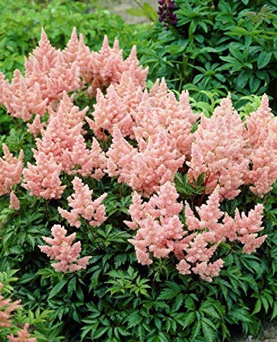 Fresh Seeds Peach Astilbe Bunter Shade Perennial Flowers Seeds Bloom Chinensis 50 Psc an