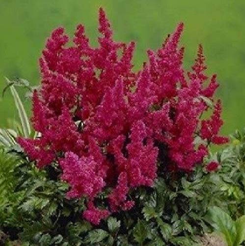 Fushia Astilbe Seeds Bunter Shade Perennial Flowers Seeds Chinensis 50 Pcs