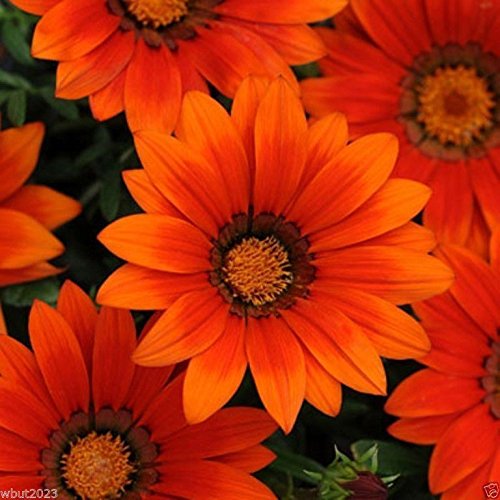 Gazania Seeds - BRONZE SHADES - Perennial Flowers 10Easy-to-Grow25 Seeds