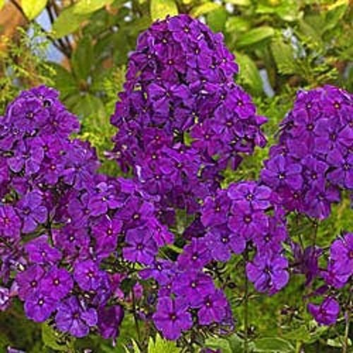 NEW 30 FRAGRANT VIOLET PHLOX FLOWER SEEDS  SHADE PERENNIAL