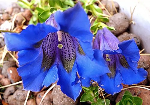 NEW 50 CREAM AND BLUE GENTIAN FLOWER SEEDS MIX GENTIANA  SHADE PERENNIAL