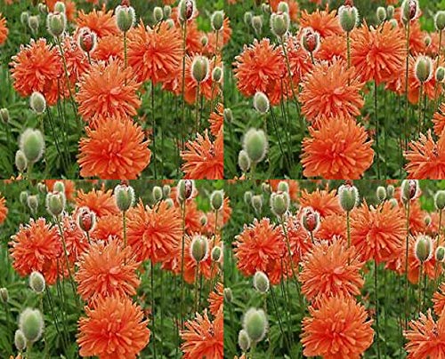 Papaver Orientalis Plena Red Shades Perennial Flowers Seeds 500 Pcs an