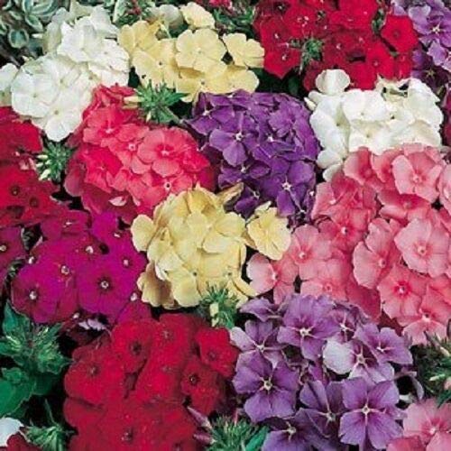 Risalana New 30 Fragrant DRUMMONDII Phlox Flower Seed MixShade Perennial