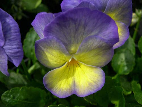 Toyensnow - LavenderYellow Viola Flower SeedsShade Perennial 30 Seeds