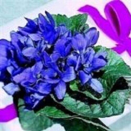 Toyensnow - Viola Queen Charlotte Sweetly Scented Shade Perennial Flower 30 Seeds