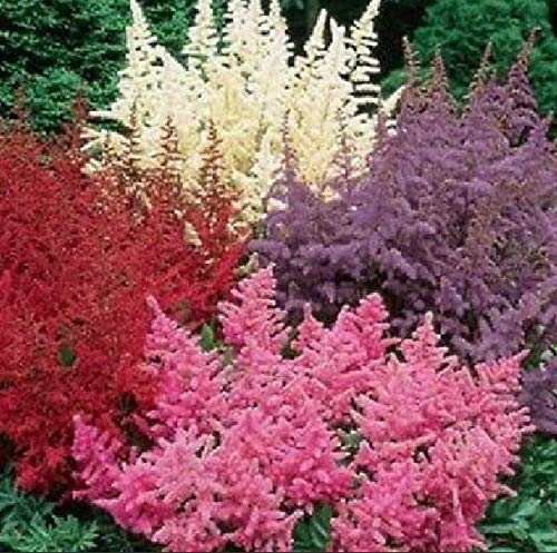 White Pink Red Astilbe Seeds Bunter Shade Perennial Flowers Seeds Chinensis 50 Pcs