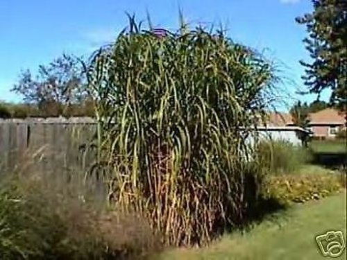 Miscanthus floridus GIANT MAIDEN GRASS Seeds