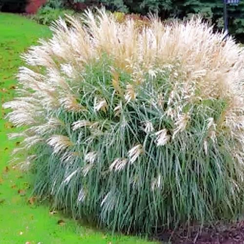 Miscanthus sinensis Adagio MAIDEN GRASS Seeds