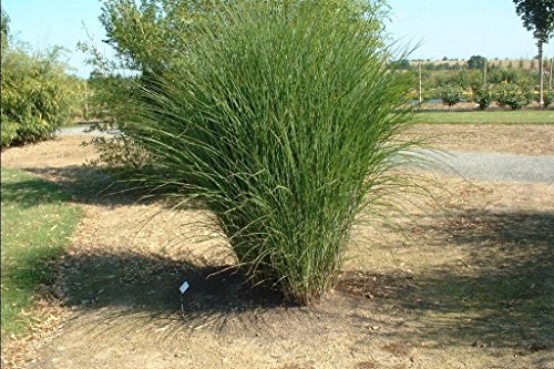 Miscanthus sinensis Gracillimus MAIDEN GRASS Seeds