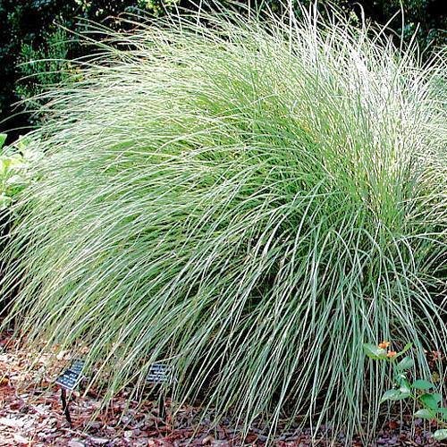 Miscanthus sinensis Morning Light MAIDEN GRASS Seeds