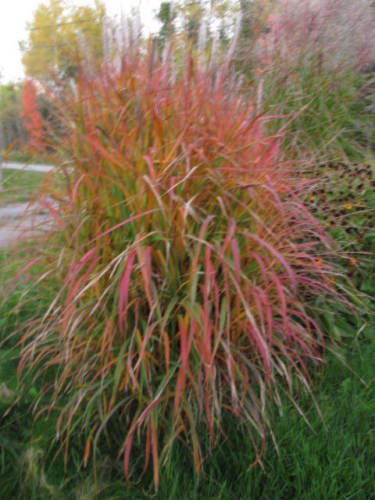 Miscanthus sinensis Purpurascens MAIDEN GRASS Seeds