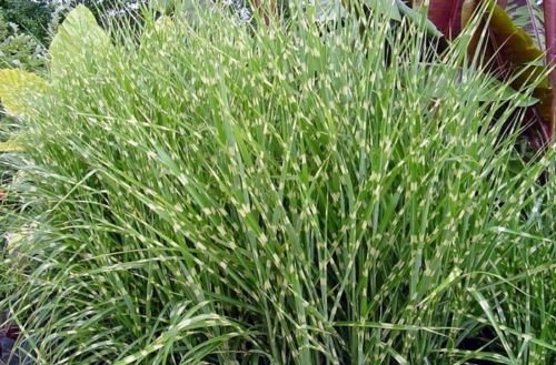 Miscanthus sinensis Zebrinus ZEBRA MAIDEN GRASS Seeds