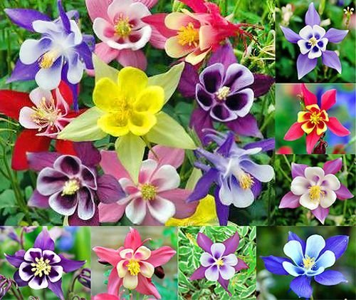 200 Columbine Mckana Giants Flower Seeds Perennial Aquilegia Caerulea Colorful Attracts Bees And Hummingbirds