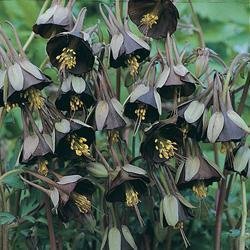 25 Aquilegia Chocolate Soldier Columbine Chocolate And Green Bi-color Flower Seeds  Perennial