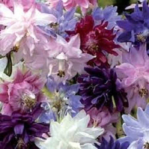 25 Aquilegia Columbine Barlow Mix Flower Seeds  Vulgaris  Perennial