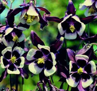 25 William Guiness Aquilegia  Columbine Perennial Flower Seeds  Easy To Grow Bi-color